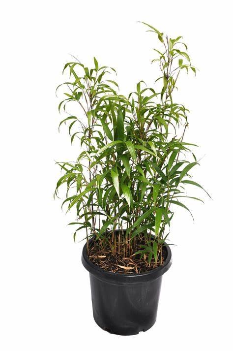 Chimonobambusa quadrangularis (Square Bamboo)